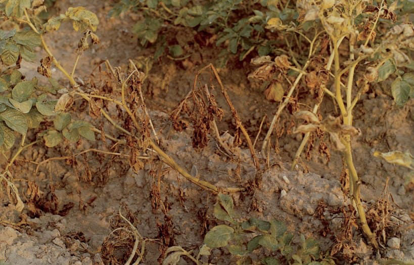 Late Blight - Potatoes